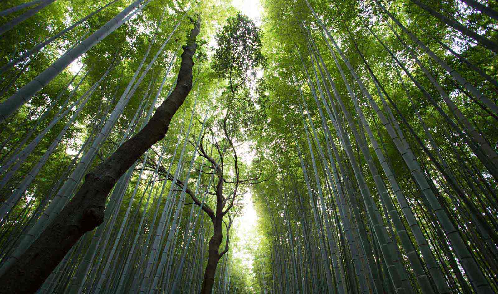 里山保全は、私たちの使命