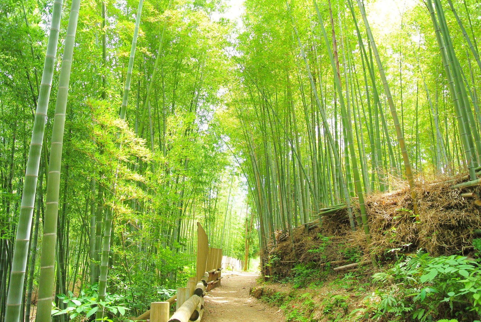 山口県 三輝トラストの森づくり、里山づくり
