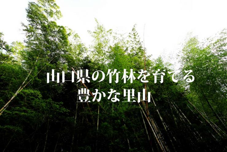 山口県の竹林を育てる 三輝トラスト株式会社 山口県の竹林を育てる 三輝トラスト株式会社